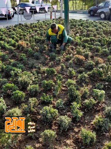 ۲۶ هزار بوته گل فصلی در معابر و بوستانهای سطح منطقه ۳ کاشته شد ۲۶ هزار بوته گل فصلی در معابر و بوستانهای سطح منطقه ۳ کاشته شد