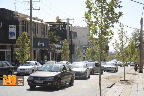 ایجاد طراوت با کاشت ۱۲۰ اصله درخت چنار در پیاده راه رجایی شهر ایجاد طراوت با کاشت ۱۲۰ اصله درخت چنار در پیاده راه رجایی شهر