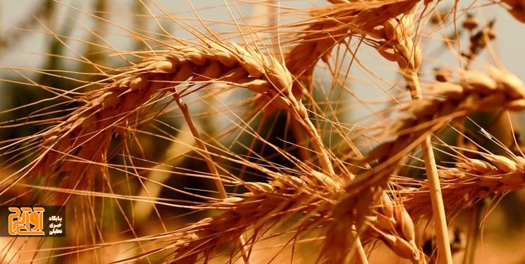 مردمی سازی کشاورزی زمینه ساز رسیدن به خودکفایی مردمی سازی کشاورزی زمینه ساز رسیدن به خودکفایی