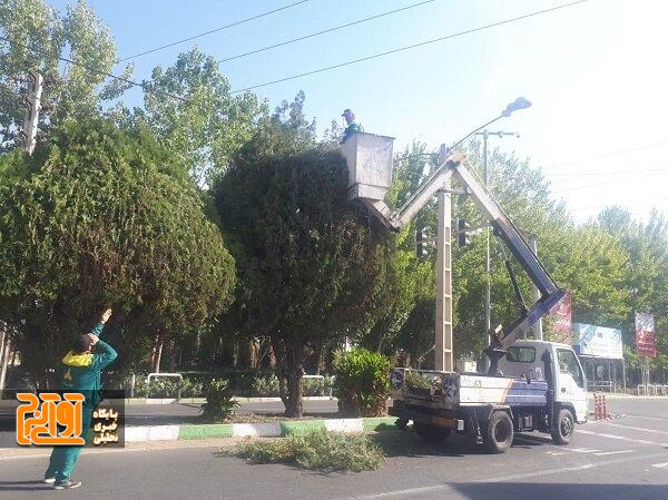 آغاز عملیات هرس درختان در کرج آغاز عملیات هرس درختان در کرج