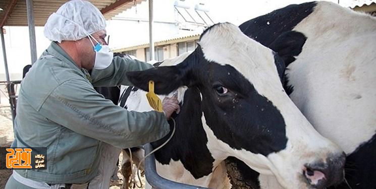 تب مالت، بیماری خطرناک مشترک بین انسان و دام تب مالت، بیماری خطرناک مشترک بین انسان و دام