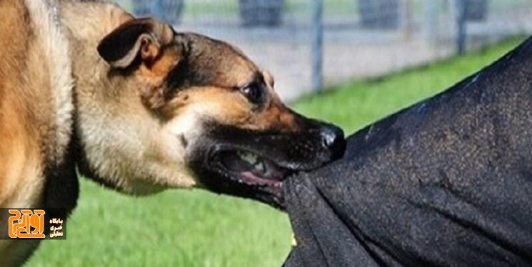 افزایش آمار هاری و گزیدگی نگران کننده است افزایش آمار هاری و گزیدگی نگران کننده است