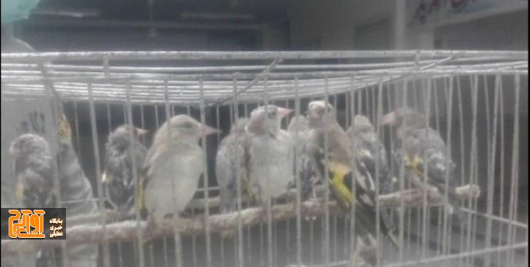 ضبط پرنده غیرمجاز و میمون از پرنده فروشیهای کرج ضبط پرنده غیرمجاز و میمون از پرنده فروشیهای کرج