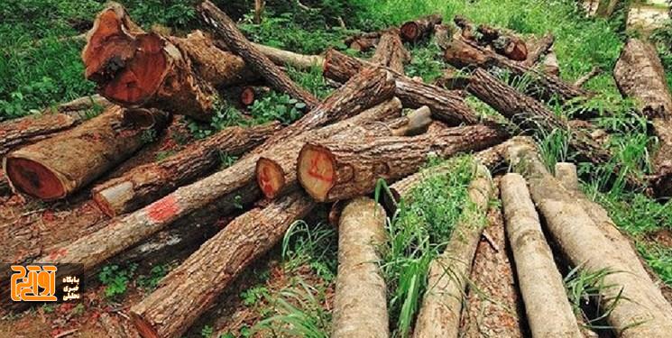 ۱۲ میلیون مترمکعب نیاز سالانه چوب کشور ۱۲ میلیون مترمکعب نیاز سالانه چوب کشور