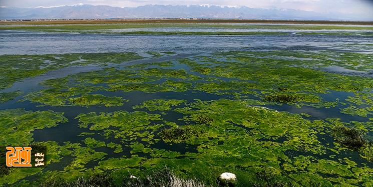 بارندگیهای اخیر تالاب صالحیه را احیا کرد بارندگیهای اخیر تالاب صالحیه را احیا کرد