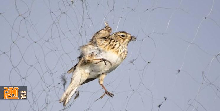 سرشماری پرندگان مهاجر آبزی تا ۱۲ بهمن ادامه دارد سرشماری پرندگان مهاجر آبزی تا ۱۲ بهمن ادامه دارد