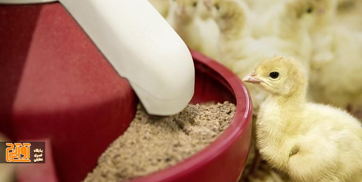 ضرورت احداث مجتمع دام و طیور در استان البرز ضرورت احداث مجتمع دام و طیور در استان البرز