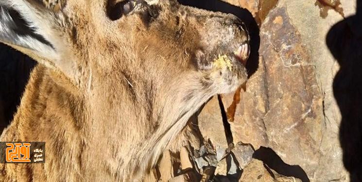 مهار شیوع طاعون نشخوارکنندگان کوچک در حیاتوحش طالقان مهار شیوع طاعون نشخوارکنندگان کوچک در حیاتوحش طالقان