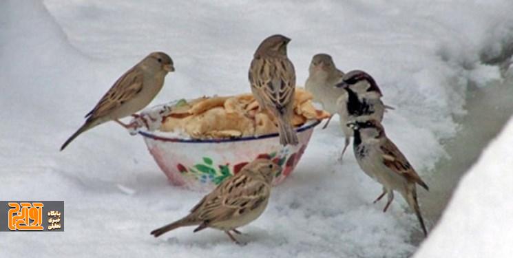 توزیع علوفه خشک در منطقه حفاظت شده البرز جنوبی توزیع علوفه خشک در منطقه حفاظت شده البرز جنوبی