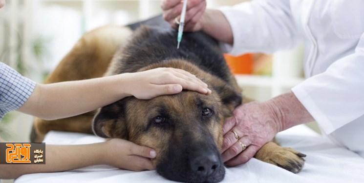 سگهای بلاصاحب پس از زندهگیری چه آیندهای دارند سگهای بلاصاحب پس از زندهگیری چه آیندهای دارند