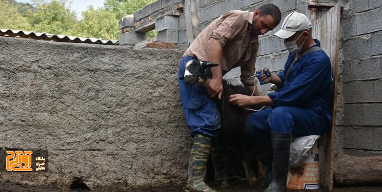 اعزام گروههای دامپزشکی البرز به مناطق محروم اعزام گروههای دامپزشکی البرز به مناطق محروم