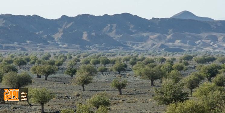 سهم شهرستان اشتهارد از طرح ملی کاشت نهال ۳۵۰ هزار اصله است سهم شهرستان اشتهارد از طرح ملی کاشت نهال ۳۵۰ هزار اصله است