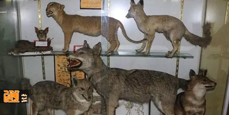 موزه «تنوع زیستی» را رایگان بازدید کنید موزه «تنوع زیستی» را رایگان بازدید کنید
