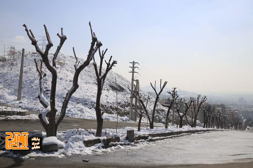 هیچ درختی در مسیر اجرای بی آر تی قطع نمی‌شود