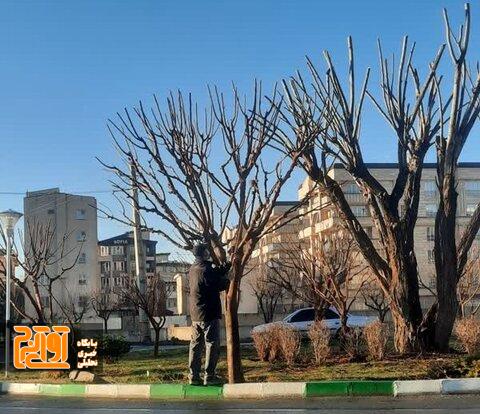 هرس و بازپیرایی زمستانه درختان در منطقه ۳ کرج هرس و بازپیرایی زمستانه درختان در منطقه ۳ کرج