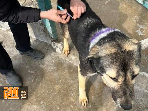 اجرای طرح واکسیناسیون هاری در پناهگاههای کرج آغاز شد اجرای طرح واکسیناسیون هاری در پناهگاههای کرج آغاز شد