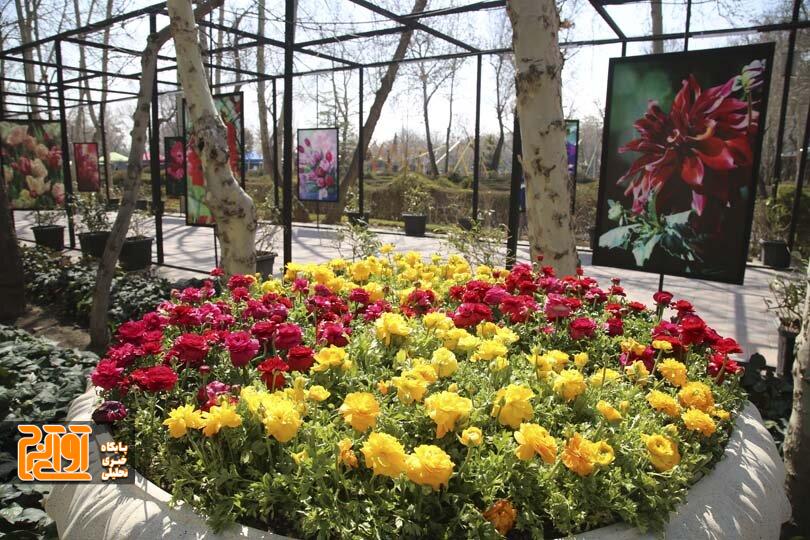 کرج آماده برگزاری باشکوه دهمین جشنواره لالهها شد کرج آماده برگزاری باشکوه دهمین جشنواره لالهها شد