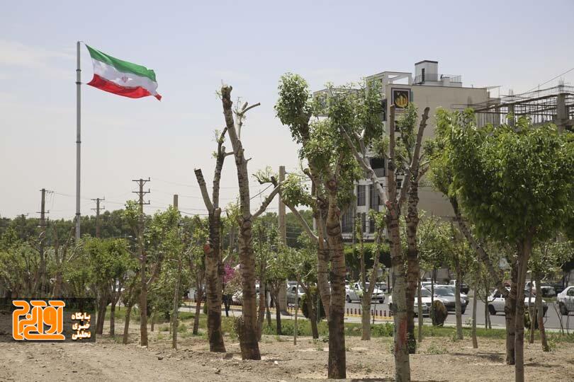 درختان پروژه بولوار جمهوری لبخند دوباره زدند