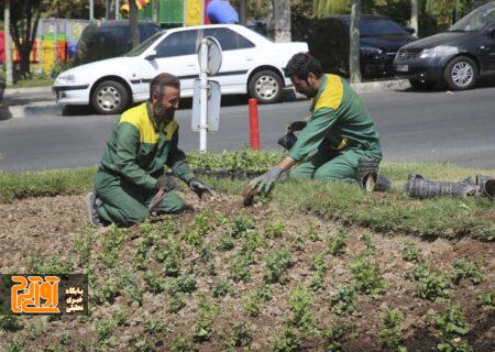 استقبال از پاییز با شکوفایی گل‌های داوودی در شهر کرج