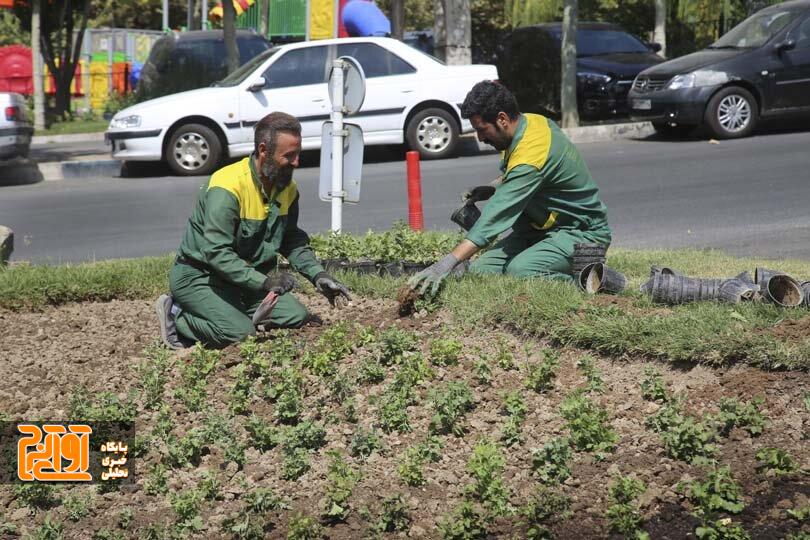 استقبال از پاییز با شکوفایی گل‌های داوودی در شهر کرج