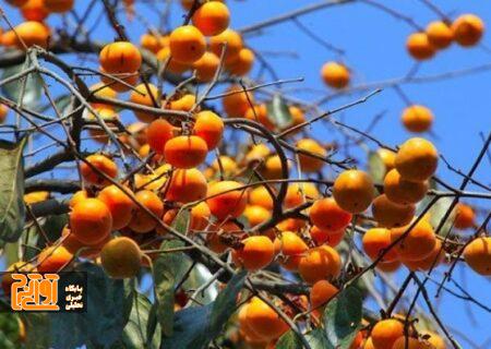 کرج میزبان جشنواره بزرگ “خرمالو” شد