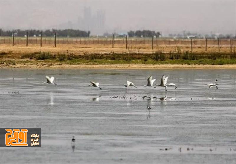 پرندگان به تالاب صالحیه بازگشتند