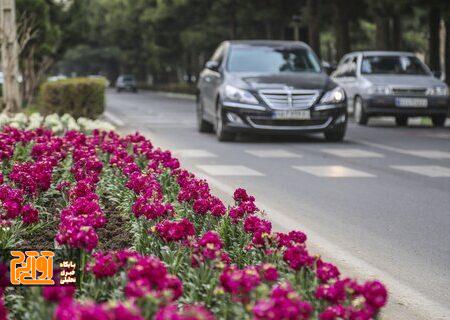 عطر شب‌بوها مشام شهر را می‌نوازد/کاشت بیش از ۳۷۰ هزار گلدان در کرج