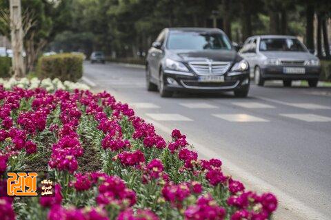 عطر شب‌بوها مشام شهر را می‌نوازد/کاشت بیش از ۳۷۰ هزار گلدان در کرج