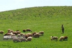 بیش از ۹۸ درصد مراتع البرز ممیزی شد