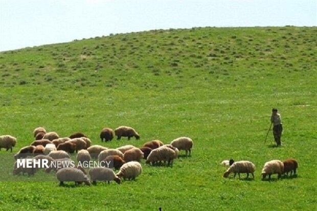 بیش از ۹۸ درصد مراتع البرز ممیزی شد