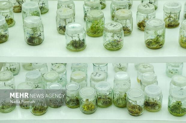 تشکیل شبکه بیوتکنولوژی کشاورزی کشورهای اسلامی در دستور کار است