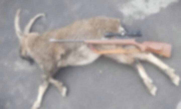 دستگیری شکارچی متخلف در منطقه حفاظت‌شده البرز جنوبی