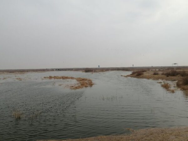 بازگشت حیات به تالاب صالحیه با آغاز آبگیری زمستانه