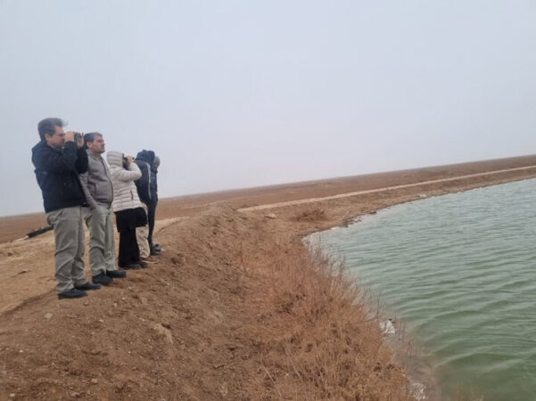 آغاز سرشماری پرندگان مهاجر آبزی و کنار آبزی البرز