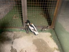 توقیف محموله غیرمجاز مرغابی در فردیس