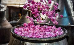 آغاز ششمین جشنواره ملی گلاب گیری و سوغات اقوام ایرانی در کرج