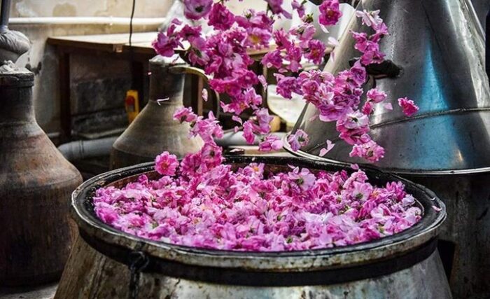 آغاز ششمین جشنواره ملی گلاب گیری و سوغات اقوام ایرانی در کرج