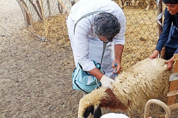 اجرای طرح واکسیناسیون میش های غیرآبستن بر علیه بیماری تب مالت در البرز