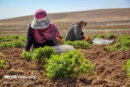 بهره برداری از ۳۳ طرح بخش کشاورزی در البرز