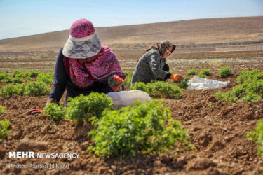 بهره برداری از ۳۳ طرح بخش کشاورزی در البرز