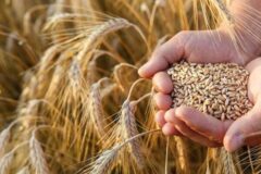 پیش بینی برداشت ۳۳ هزار تن گندم در البرز/کاملینا در برنامه توسعه کشت