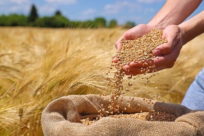 خرید تضمینی ۱۵ هزار تن در گندم / پرداخت ۵۰ درصدی قیمت گندم به کشاورزان