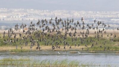 نسخه چندمنظوره فرماندار نظرآباد برای تالاب صالحیه