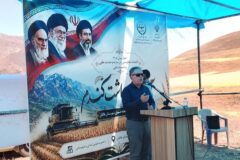 برداشت بیش از ۲۷ هزار تن گندم از مزارع استان البرز